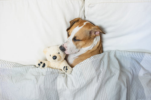 5 Popular Dog Sleeping Positions and What They Say About Your Pup