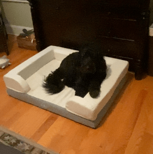 Puffy Dog Bed Review